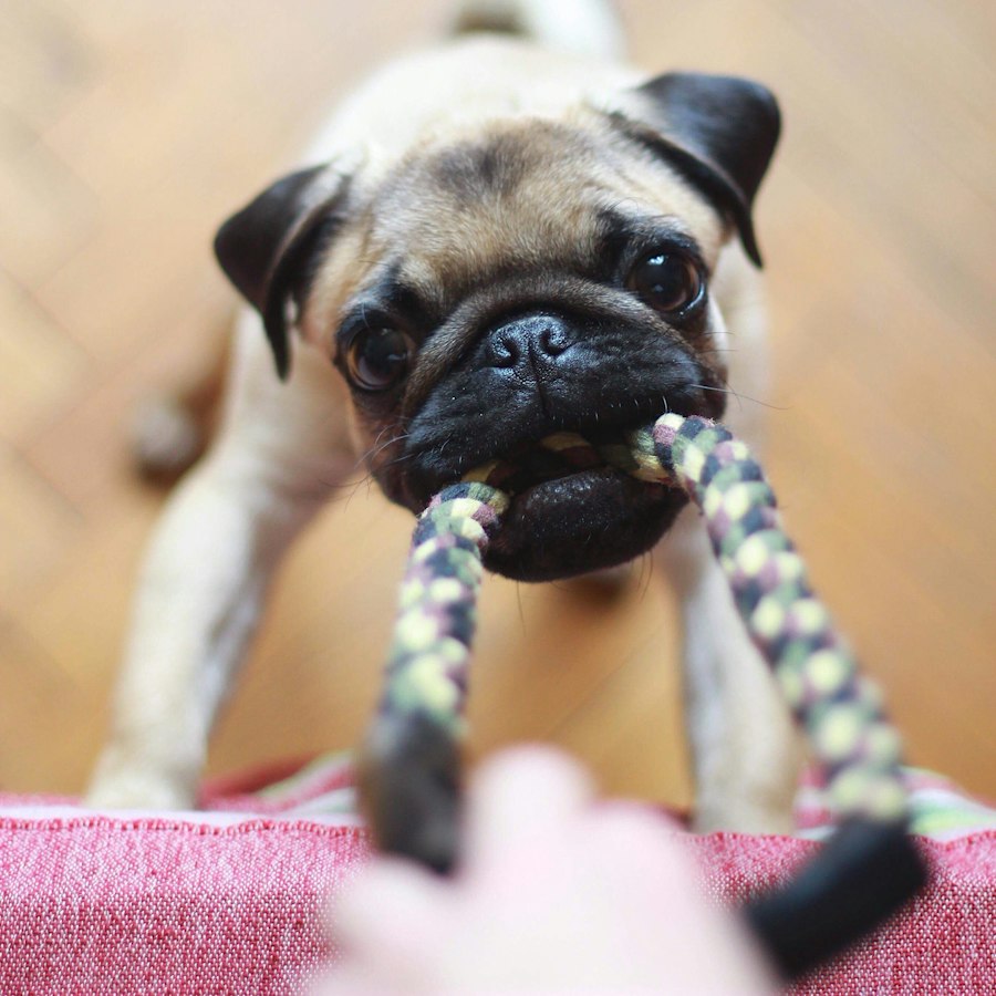 Pamuk Halat Köpek Oyuncağı